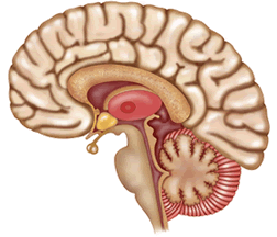 Brain